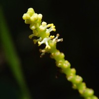 Excoecaria oppositifolia Griff.